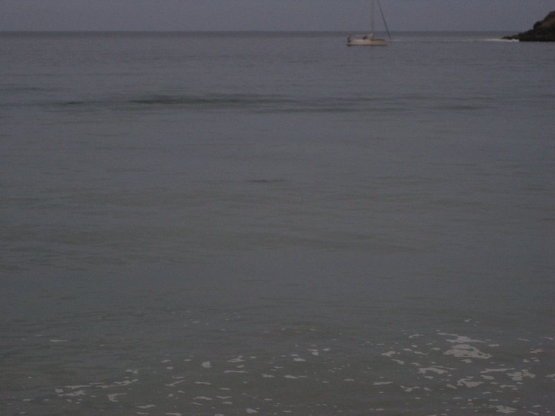 You can barely see her in the center of the photo but this is a turtle who decided not to come ashore.