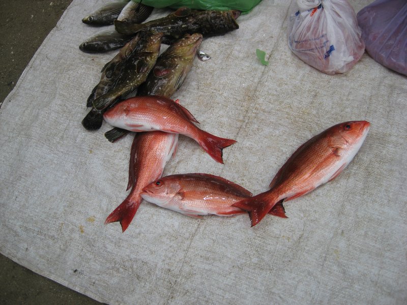 Fishermen sell their catch right on the beach.  Anybody know what these pretty red ones are called? 
