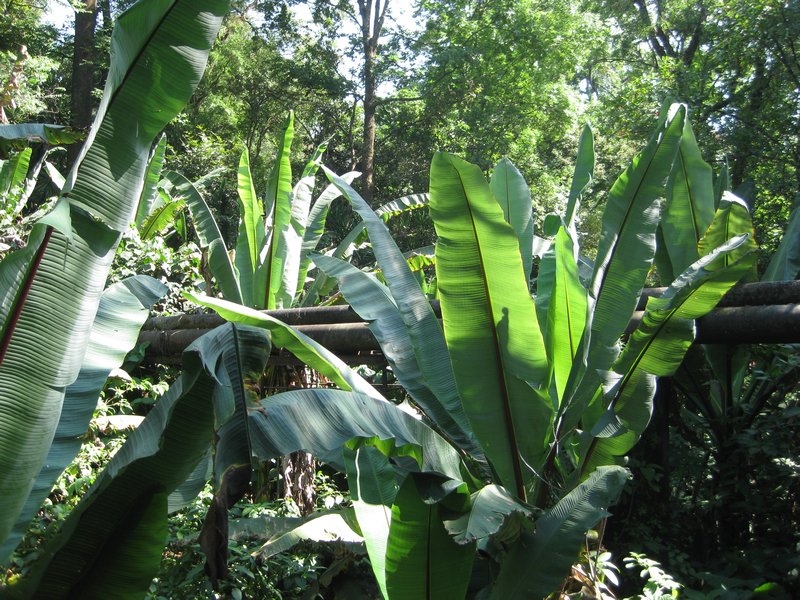 Huge banana trees.  A few of these leaves would wrap enough kalua pig to feed an army.