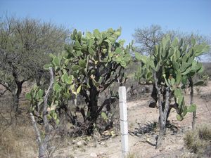 Cactus trees.