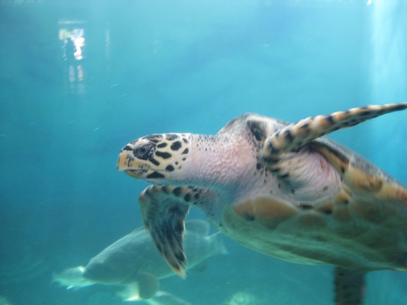 Sea turtle in Mazatlan aquarium.