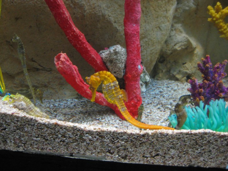 Only Sea Horses we have ever seen before were in the aquarium in Newport, Oregon. 