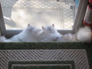 Fluffy tails.