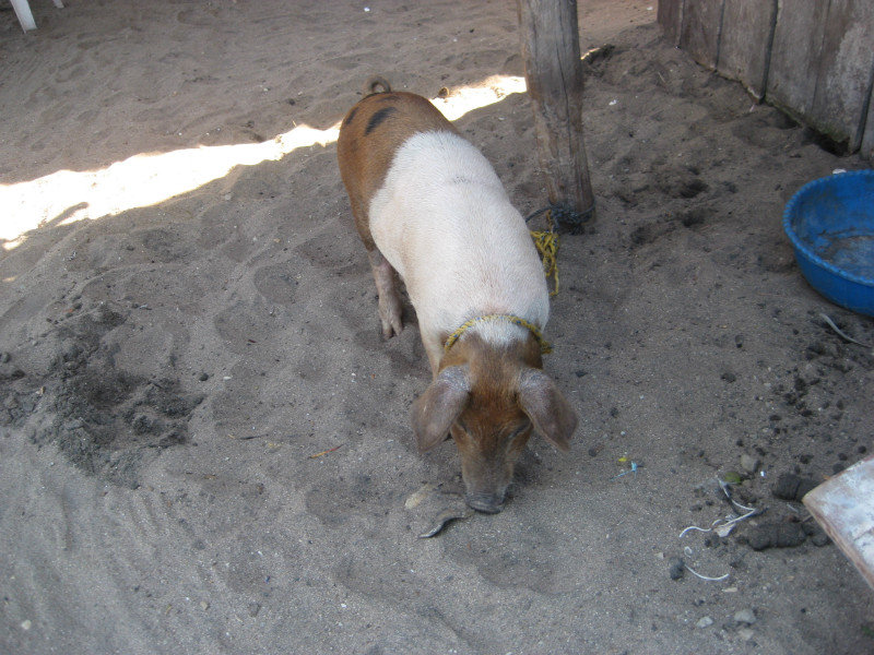 El Puerco Dos or he could be called El cerdo.  Same fate.