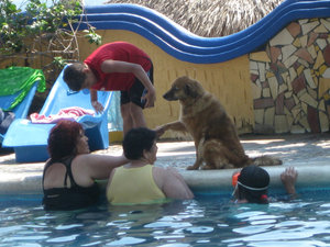 Paul and Terry's dog Tommy making friends at the pool.