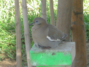 Terry said this dove has been around the campground for a couple years.  Abigail named her Sally.