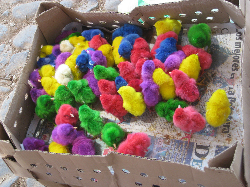 Instead of colored eggs, how about some colored chickens.  I hate to think how these little things were dipped and dyed.