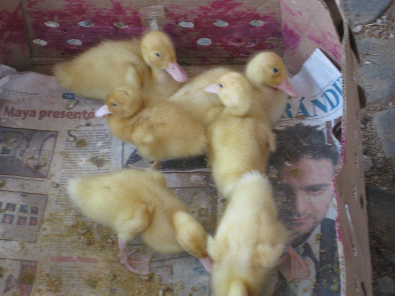 Baby ducks?