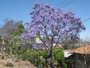 Jacaranda trees are in bloom everywhere.  I now have one in my San Jose yard.  Jackie, as I call her, will not bloom until at least June.