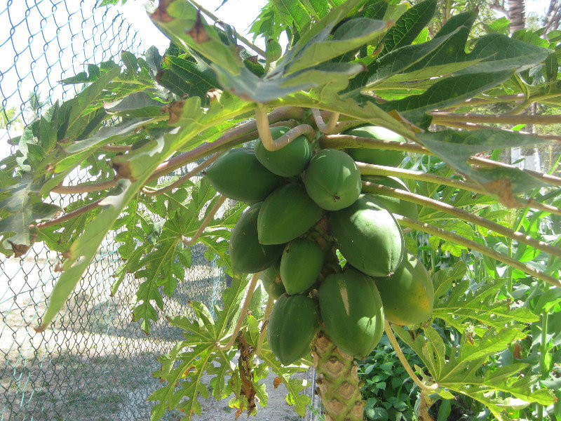 Their papaya tree.