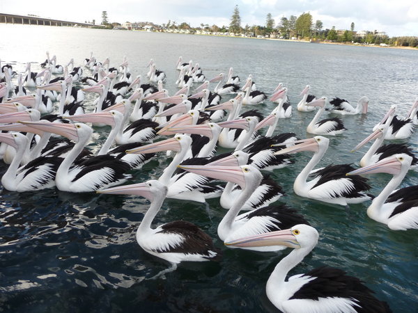 Pelican Army