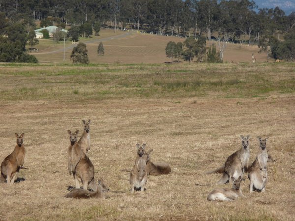 Wild Kangaroos!