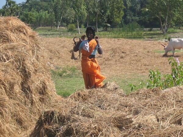 On Way to Pondicherry -  harvest  workers 