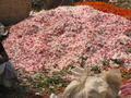 Mounds of Flowers - Kolkata - Feb. 13