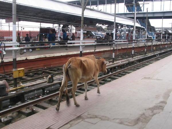 New Jalpaiguri Train Station    -  Feb. 18, 2006