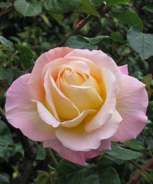 A perfect rose