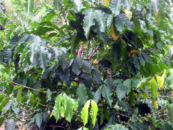 Coffee Tree Bearing Beans  