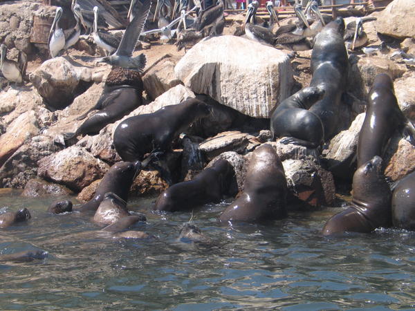 Sea lions having sun bath