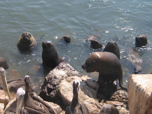 Sea lions coming out for sunbath