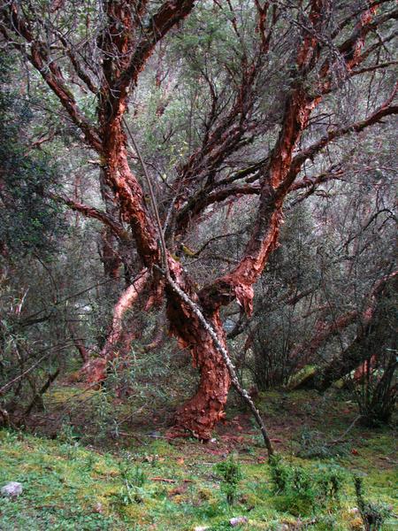 The devilish Quenua trees
