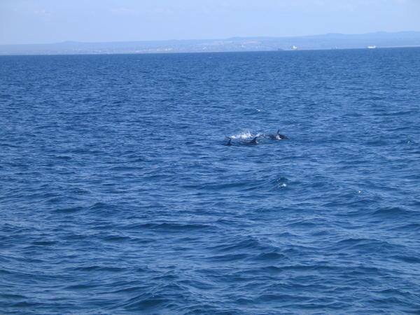 Dolphins!!!!!!!But only the fins.......
