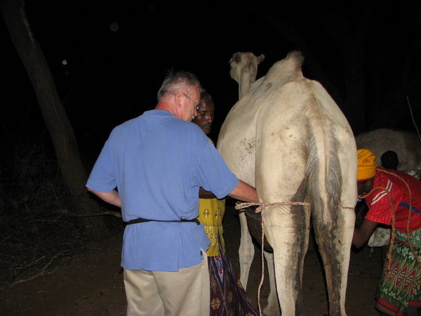 Hal milking the camel