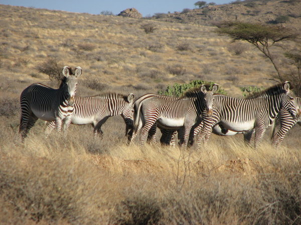 Grevey's Zebras