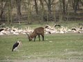 Maribou Stork, Waterbuck, Flamingos, Pellicans
