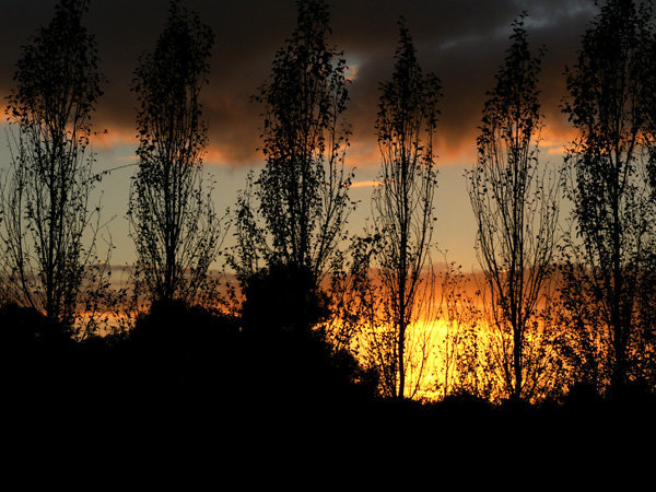 amanecer entre arboles