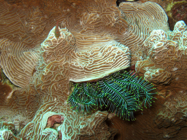 coral, pez y verde
