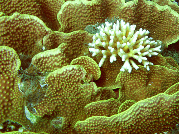 coral en coral