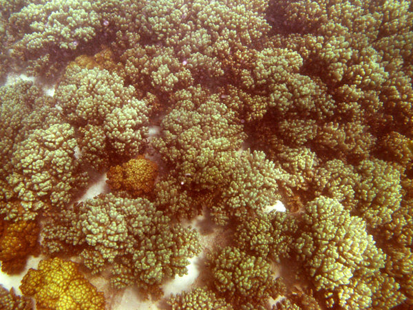 corales blandos