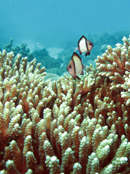 peces en coral