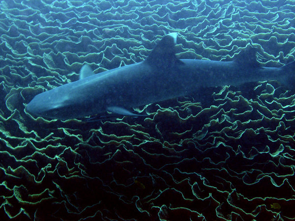 tiburon fondo coral