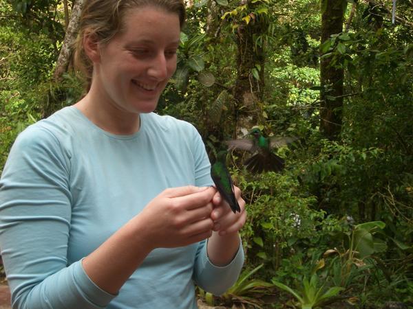 Hummingbirds, Monteverde