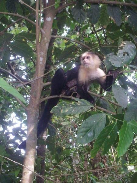 Whitefaced monkey in Cahuita national park