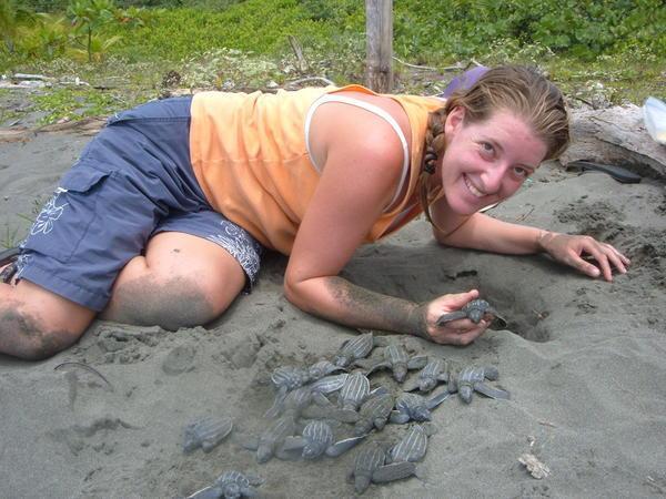 Getting little leatherback turtles out of the nest