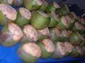Coconuts for the Cocolocos
