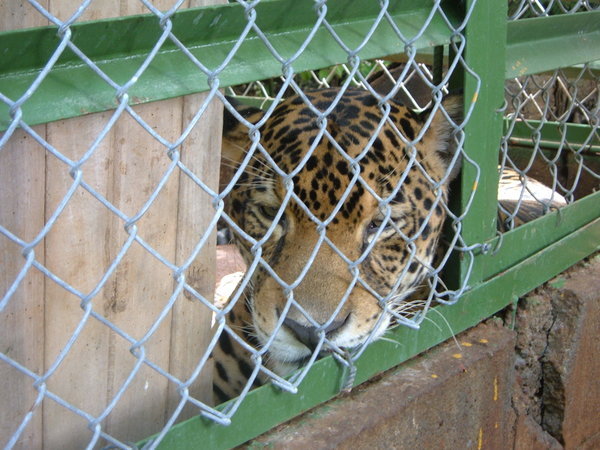 Tiggy, the older jaguar