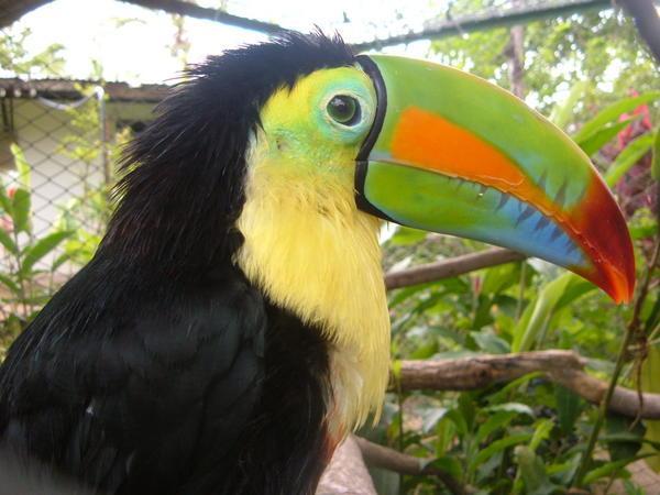 Pepi, the Toucan