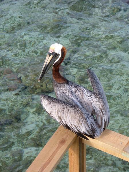 Pelican by the water
