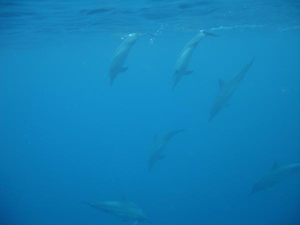DOLPHINS!!!!