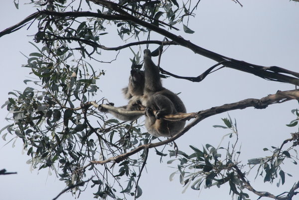 Koala getting active 