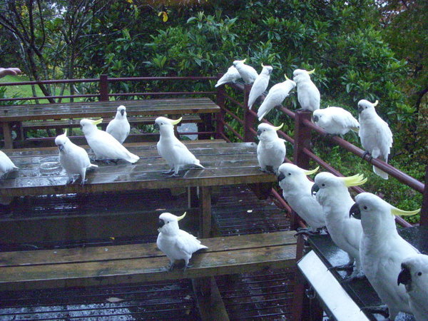 Cockatoos on the Balcony 