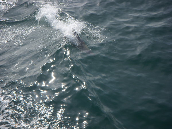 Dolphin Following the Boat
