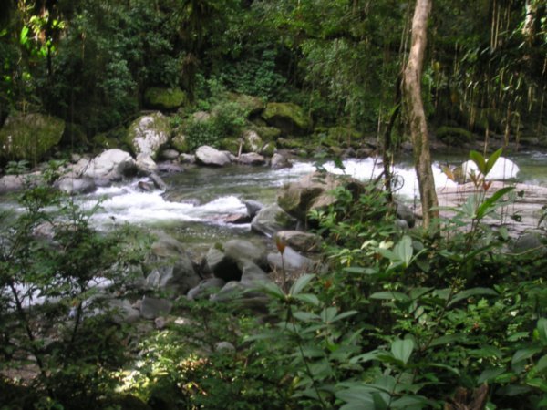 Jungle setting
