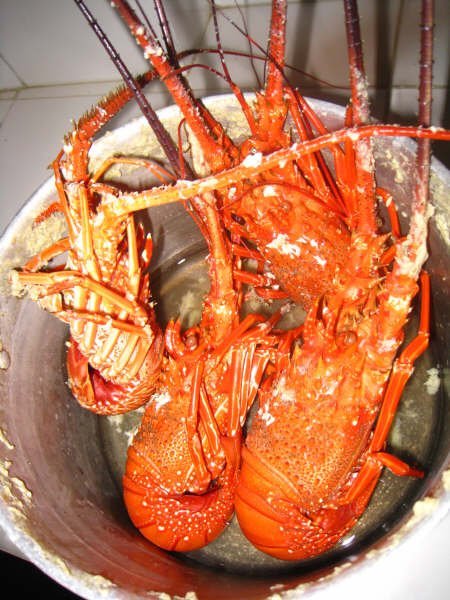 Yummm... Lobster
