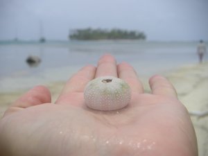 Urchin shell
