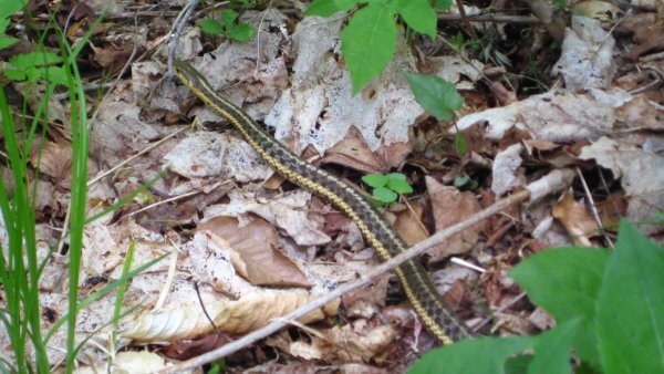 Snake on Haystack Trail