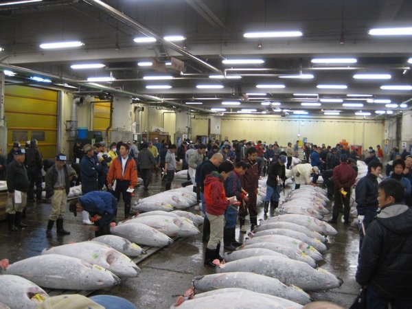 Tuna Auctions at Tsukiji